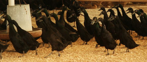 BlackRunnerFlock
