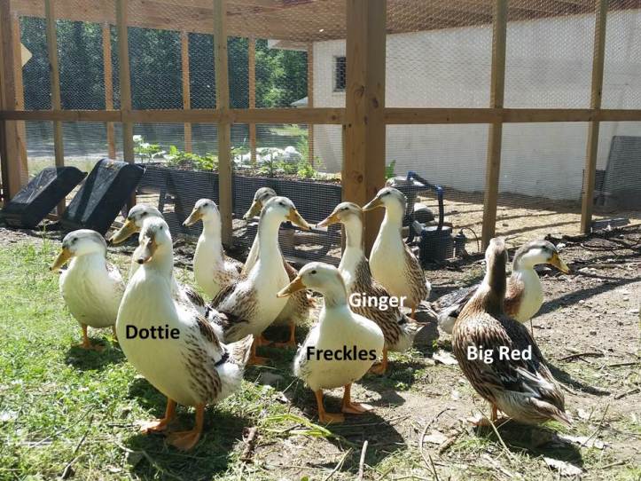 ducknames