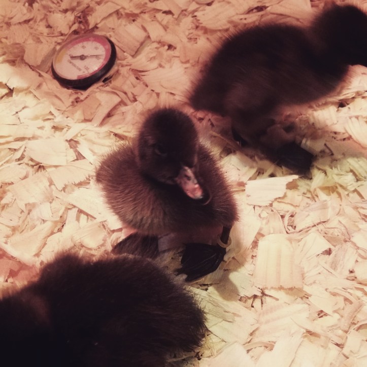 IMG_20170628_095058_002